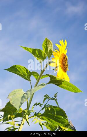 Girasoli, Helianthus annuus Foto Stock