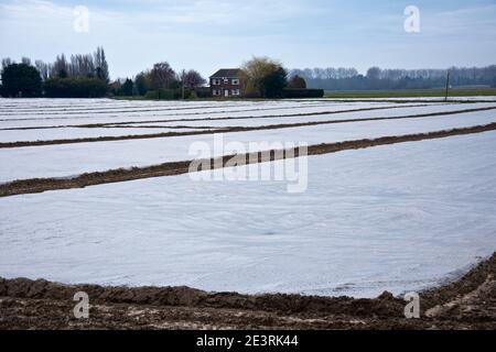 Campi di fogli isolanti di plastica che proteggono giovani piantine di carote Foto Stock