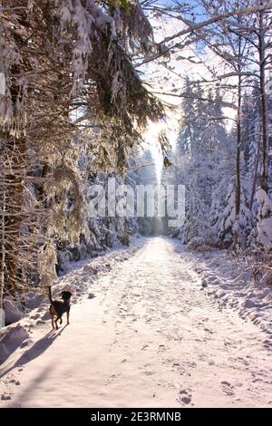 percorso forestale attraverso la foresta invernale con il cane nero in esecuzione Foto Stock