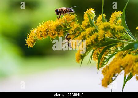 api su fiore giallo Foto Stock