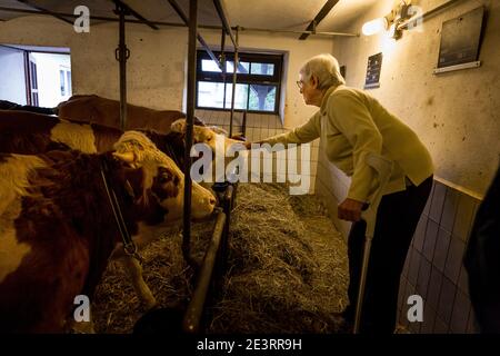 Agnes Seibert al suo lavoro nella stalla di mucca, vive nella casa anziana della fattoria di Eiffel a Marienrachdorf, nella Renania-Palatinato, in Germania, dove gli anziani possono anche entrare in contatto con gli animali o addirittura lavorare nella fattoria stessa. Foto Stock