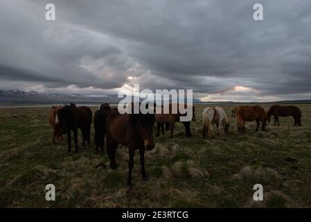 Cavalli islandesi sotto il cielo drammatico Foto Stock