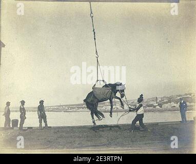 Uomo che issava un cavallo probabilmente dal ponte della nave, Alaska, circa 1900 (HESTER 51). Foto Stock