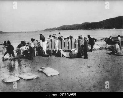 Gli indiani Makah tagliano la carcassa di balena con tre pezzi di blubber disposti sulla spiaggia a Neah Bay, Washington, 1910 Foto Stock