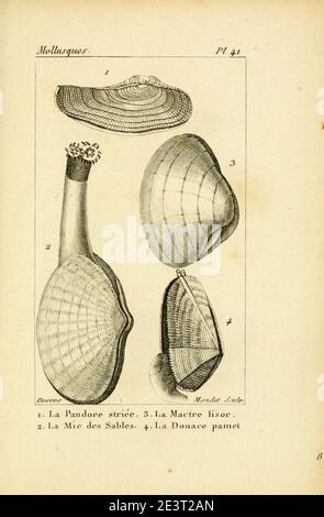 Manuel de l'histoire naturelle des molluschelles Plate41. Foto Stock