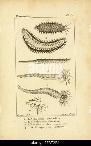 Manuel de l'histoire naturelle des molluschelles Plate51. Foto Stock