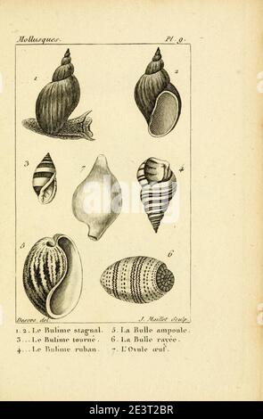 Manuel de l'histoire naturelle des molluschelles Plate9. Foto Stock