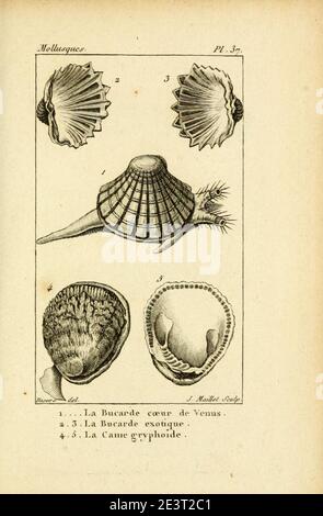 Manuel de l'histoire naturelle des molluschelles Plate37. Foto Stock