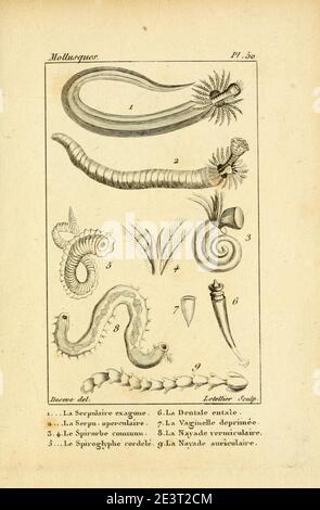 Manuel de l'histoire naturelle des molluschelles Plate50. Foto Stock