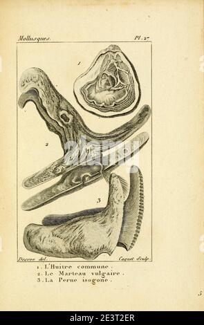 Manuel de l'histoire naturelle des molluschelles Plate27. Foto Stock