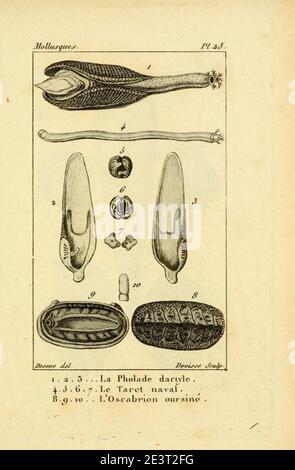 Manuel de l'histoire naturelle des molluschelles Plate25. Foto Stock