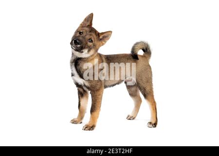 Cane giapponese Shikoku cucciolo di fronte a uno sfondo bianco Foto Stock
