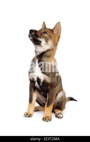 Cane giapponese Shikoku cucciolo di fronte a uno sfondo bianco Foto Stock