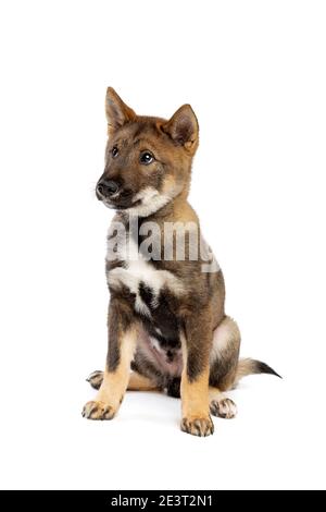 Cane giapponese Shikoku cucciolo di fronte a uno sfondo bianco Foto Stock