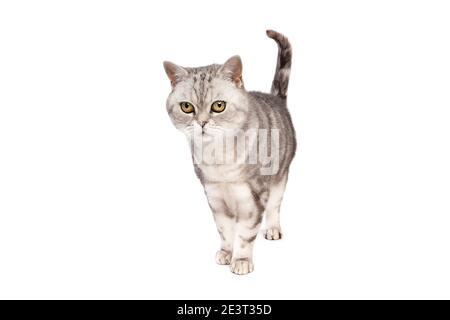 Gatto britannico Shortham davanti a uno sfondo bianco Foto Stock