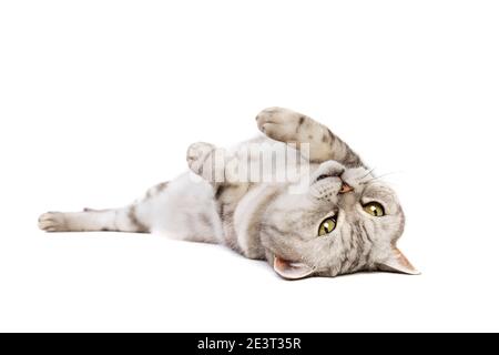 Gatto britannico Shortham davanti a uno sfondo bianco Foto Stock