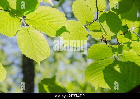 Foglie verdi di nocciola alla luce del sole, estate. Foto di alta qualità Foto Stock