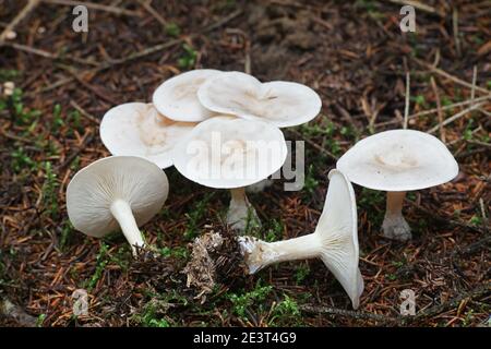 Clitocybe odora, conosciuta come lo stool di anice o cappuccio di imbuto di anice, funghi selvatici dalla Finlandia Foto Stock