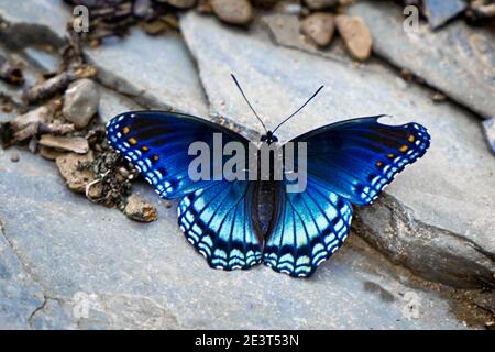 Primo piano di una farfalla viola a puntate rosse (Limenitis arthemis astyanax) seduto sulla roccia con le ali che mostrano completamente Foto Stock