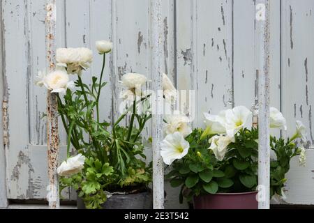 Fiori in vasi di fiori confinati tra serrande chiuse intemperie e barre arrugginite di metallo della vecchia casa. Concetto di isolamento. Sfondo vintage grungy. Foto Stock