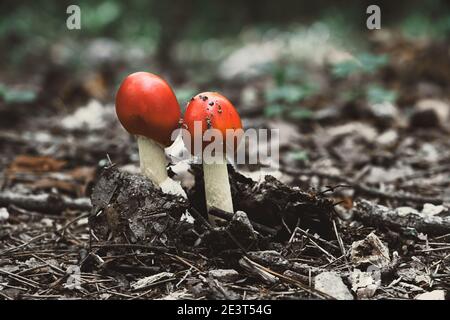 Due nuovi funghi con tappi rossi che rompono lo sporco del pavimento di foresta Foto Stock