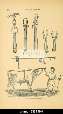 Manuale di chirurgia veterinaria operatoria (pagina 60) Foto Stock