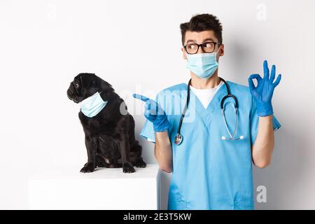 Divertente cane nero pug indossare maschera medica, seduto vicino bel medico veterinario mostrando segno OK, sfondo bianco Foto Stock