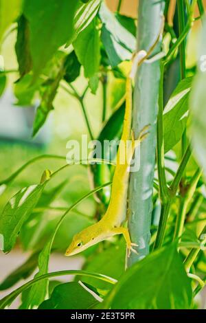 Anolis verde americano (Anolis Carolinensis) nascondendosi all'interno di una pianta di pepe di jalapeno Foto Stock