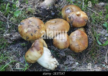 Russula foetens, noto come Russula puzzolente o Brittlegill puzzolente di funghi selvatici dalla Finlandia Foto Stock