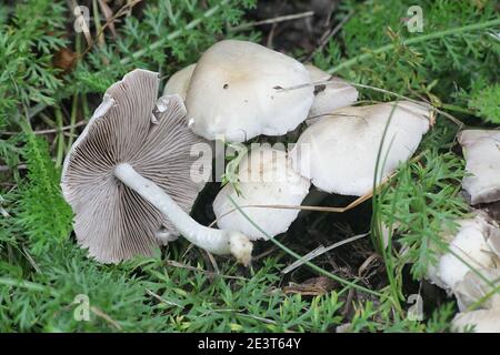 Psatirella candoleana, conosciuta come brittlestem pallido o psatirella comune, fungo selvatico dalla Finlandia Foto Stock