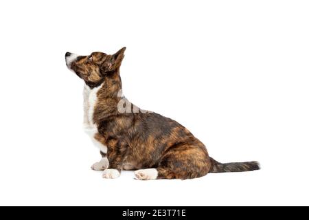 Brindle e bianco Cardigan Corgi cane gallese di fronte uno sfondo bianco Foto Stock
