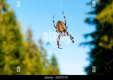 Un ragno da giardino adulto (Araneus diadematus) sospeso nella sua rete nella Foresta Nera vicino Freudenstadt, Baden-Württemberg, Germania. Settembre. Foto Stock