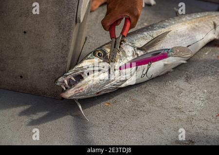 Pesca d'altura. Pesca alla traina in Papua Nuova Guinea Foto Stock