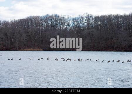 Famiglia, o, gaggle di oche del Canada nuotare nelle acque fredde del lago Hooks Creek nel Cheesequake state Park, New Jersey, Stati Uniti -01 Foto Stock