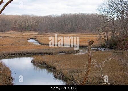 Vista delle paludi e delle tortuose ruscelli lungo il sentiero Arrowsmith al Cheesequake state Park, New Jersey, USA -02 Foto Stock