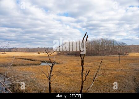 Vista delle paludi e delle tortuose ruscelli lungo il sentiero Arrowsmith al Cheesequake state Park, New Jersey, USA -03 Foto Stock