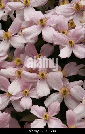 Una Messa di fiori rosa Montanna Clematis (Clematis Montana Rubens) fiorisce insieme in primavera, Inghilterra, Regno Unito Foto Stock