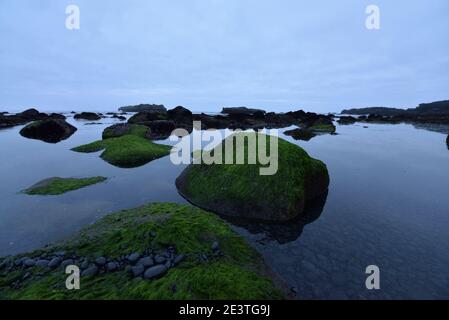 Rocce ricoperte di alghe sulla costa islandese Foto Stock