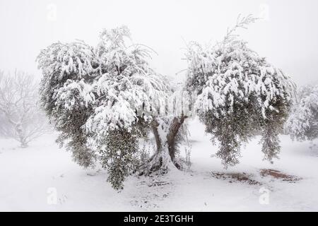 un'immagine insolita di un grande olivo antico coperto da uno spesso strato di neve, concetto di cambiamento climatico. Spagna, Estremadura Foto Stock