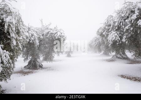 un'immagine insolita di un oliveto pieno di grandi ulivi secolari ricoperti da uno spesso strato di neve, concetto di cambiamento climatico. Spagna, Estremadura Foto Stock