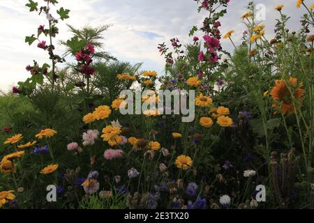 una bella varietà di fiori selvatici come malva, cornflower e malva closeup in un margine di campo nella campagna olandese in zelanda in estate Foto Stock