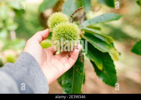 Mano di messa a fuoco poco profonda che tiene un gruppo di frutti di castagne dentro castagno Foto Stock