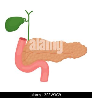 Pancreas modello umano, organo in stile cartone animato isolato su sfondo bianco. Funzione, sistema insulinico. Sanità, concetto di istruzione. Illustrazione vettoriale Illustrazione Vettoriale