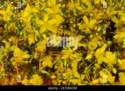 Erba di San Giovanni fiori gialli isolati su sfondo bianco. Pianta erboristica Hypericum perforatum con fiore giallo, primo piano macro. Erbe medicinali. Foto Stock