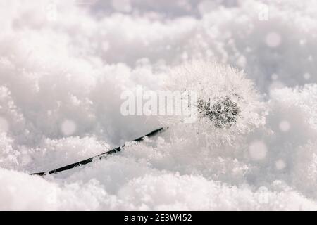 Primo piano di teste di seme di dente di leone fluffy nella neve dentro inverno Foto Stock
