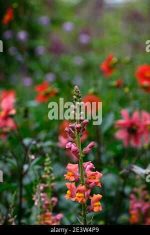 Antirrhinum majus Potomac arancione scuro, Snapdragon, Snapdragons, fiori d'arancio, fioritura, schema di piantagione mista, bordo misto, fiori di primavera, RM Floreale Foto Stock