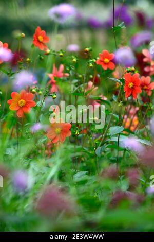 dahlia, dahlias singolo, fioritura, fiori d'arancio, fiori d'arancio, fioritura, RM floreale Foto Stock