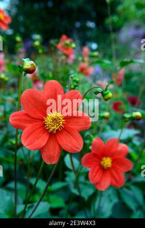 dahlia, dahlias singolo, fioritura, fiori d'arancio, fiori d'arancio, fioritura, RM floreale Foto Stock