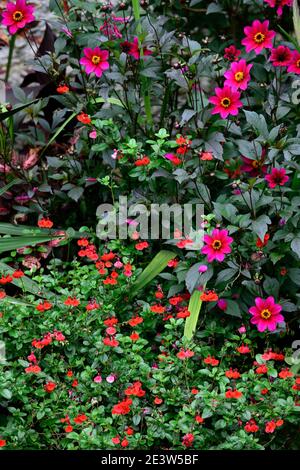 Salvia greggii Royal Bumble, viola dahlia, salvia e dahlia, salvias e dahlias, rosso e. fiori viola, fiore rosso porpora, salvias, salvia, salvia, salvia, salvia, scarlatto, re Foto Stock