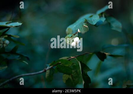 Bacche di neve bianca o di wolfberry nella foresta. Foto Stock